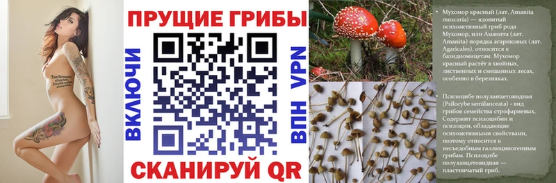 Псилоцибиновые грибы Psilocybe Почеп